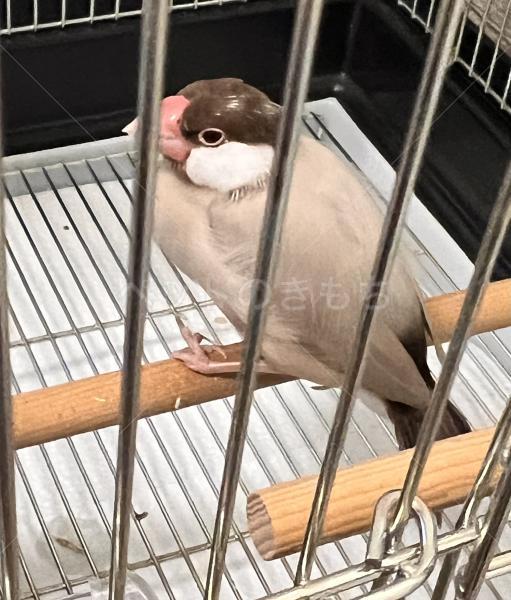 保護鳥の画像