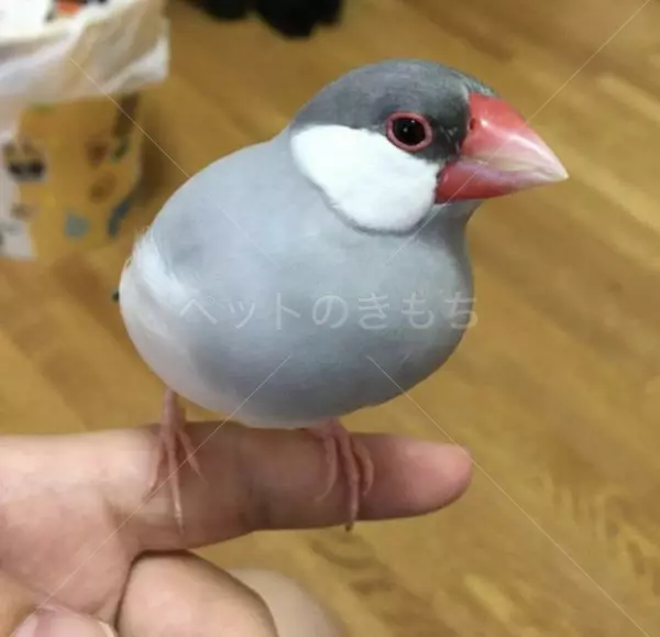 迷子鳥の画像