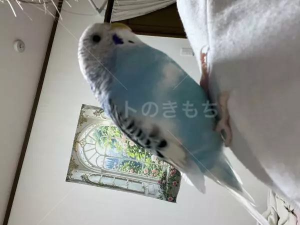 迷子鳥の画像