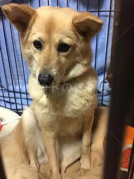 迷子犬の画像