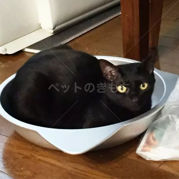 迷子猫の画像