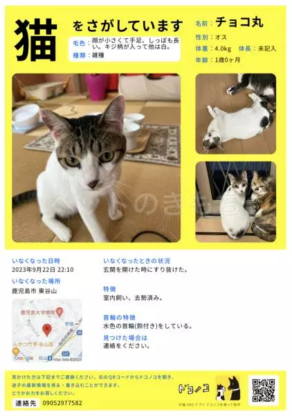 迷子猫の画像