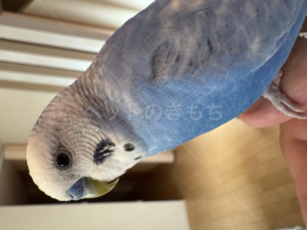 迷子鳥の画像