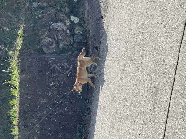 コメントの画像