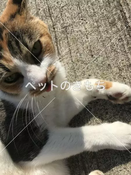 迷子猫の画像