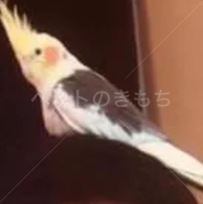 迷子鳥の画像