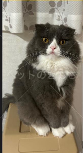 迷子猫の画像
