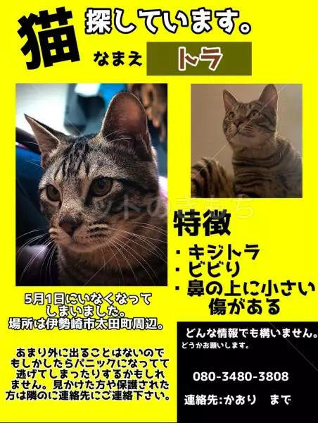 迷子猫の画像
