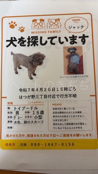 迷子犬の画像