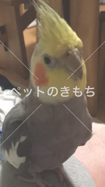 迷子鳥の画像