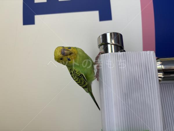 保護鳥の画像