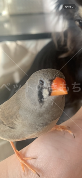 迷子鳥の画像
