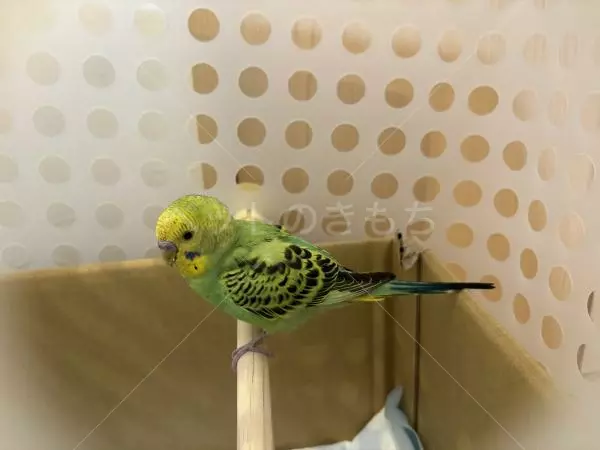 コメントの画像