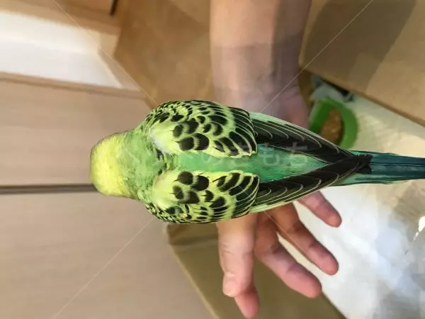 コメントの画像