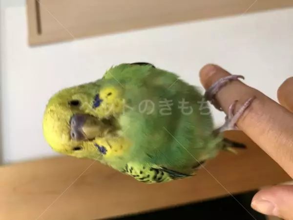 コメントの画像