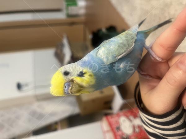 迷子鳥の画像