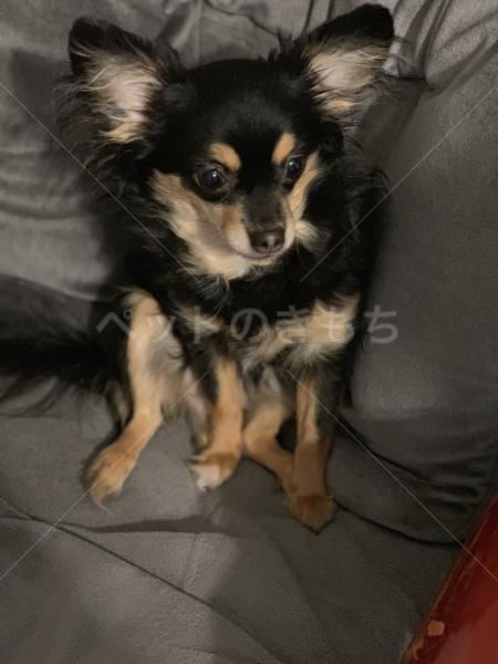 迷子犬の画像