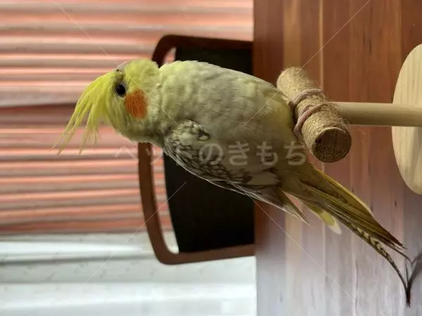 迷子鳥の画像