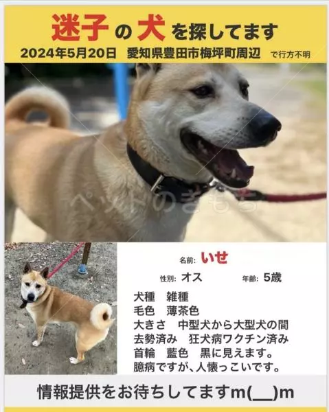 迷子犬の画像