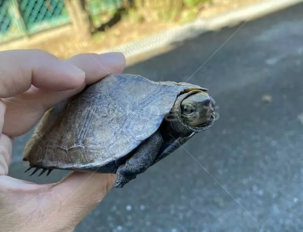 保護ペットの画像