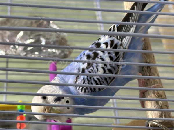 迷子鳥の画像