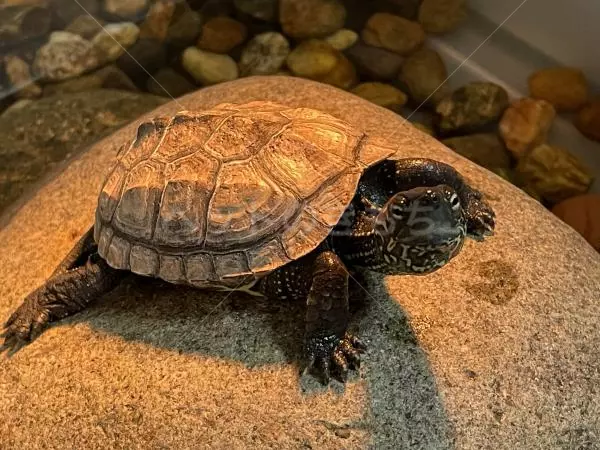 迷子ペットの画像