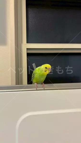 コメントの画像