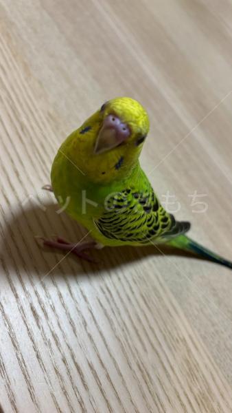コメントの画像
