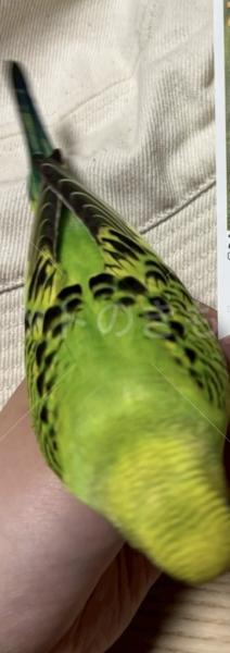 コメントの画像