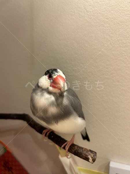 迷子鳥の画像