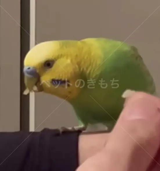 保護鳥の画像