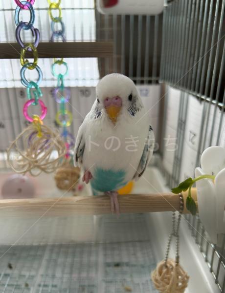 迷子鳥の画像