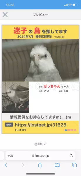 迷子鳥の画像