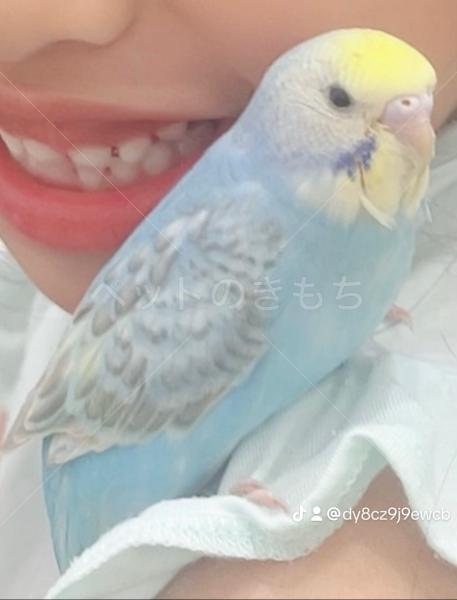 迷子鳥の画像