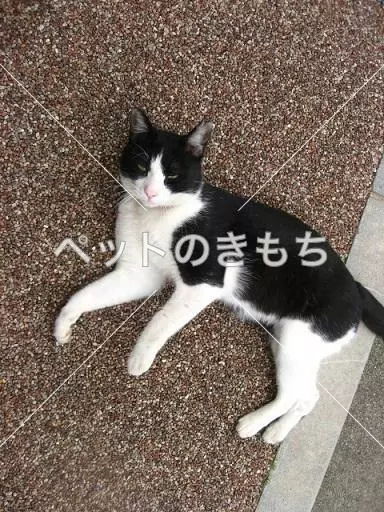 迷子猫の画像