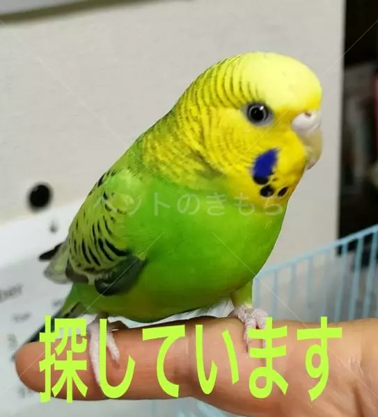 迷子鳥の画像