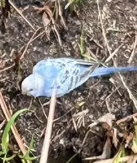 コメントの画像