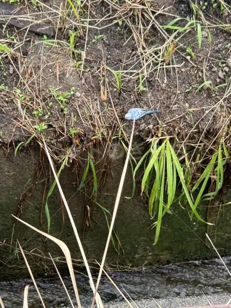 コメントの画像