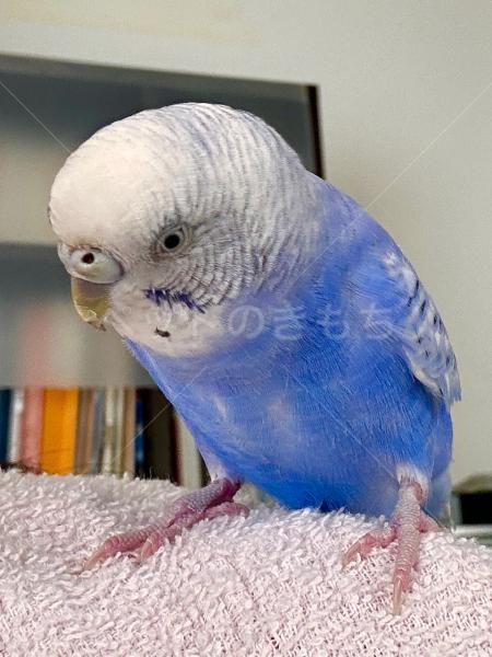 迷子鳥の画像