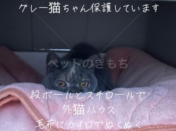 保護猫の画像