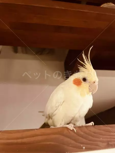 迷子鳥の画像