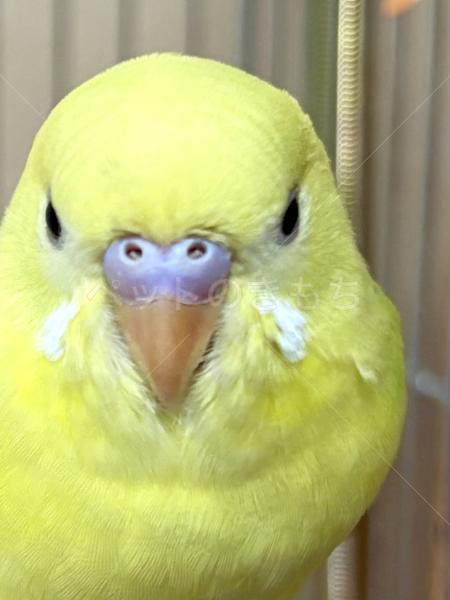 保護鳥の画像