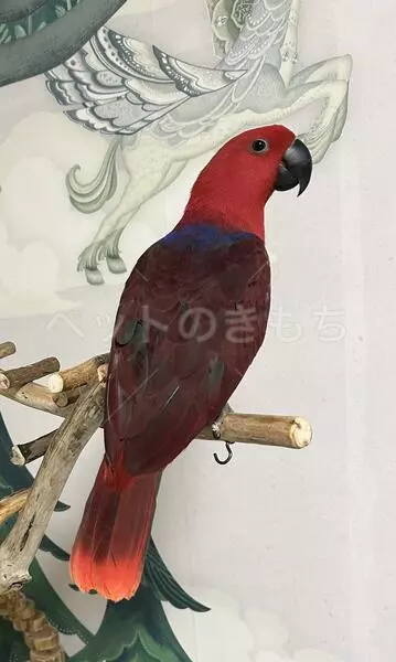 迷子鳥の画像