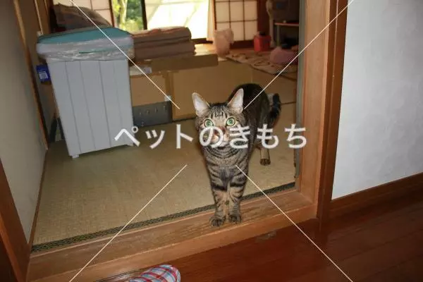 迷子猫の画像