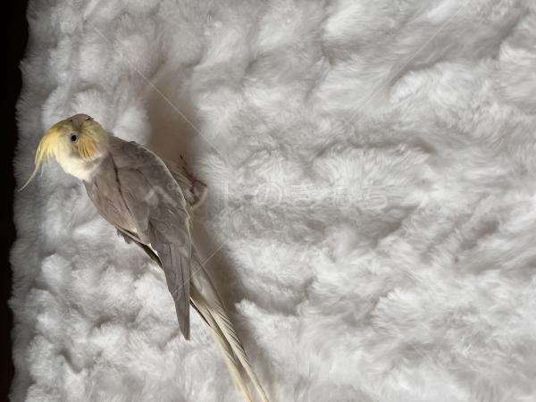 迷子鳥の画像