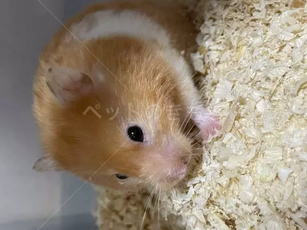 迷子ペットの画像