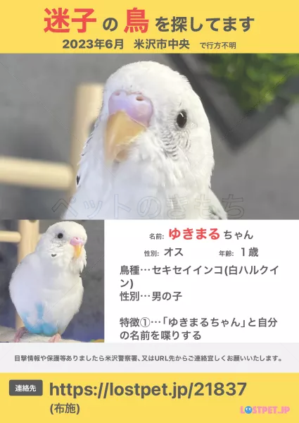 迷子鳥の画像