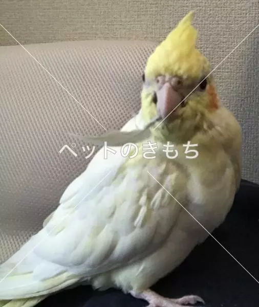 迷子鳥の画像