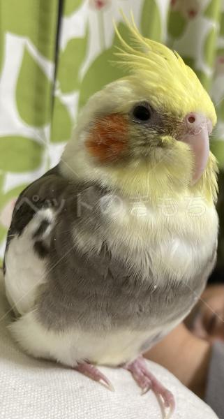 迷子鳥の画像