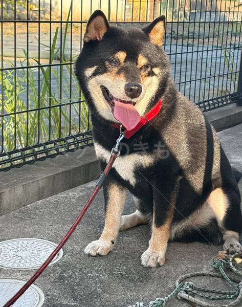 保護犬の画像